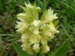 Dactylorhiza sambucina